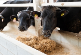 Superior Beef Begins with Superior Bloodlines